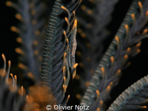 Ambon Commensal Shrimp by Olivier Notz 